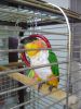 Papagei sitzt in Käfig