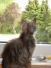 Katze sitzt beobachtend am Fenster