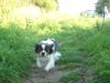 Hund rennt über Wiese