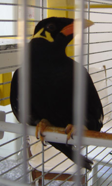 Vogel sitzt in Käfig